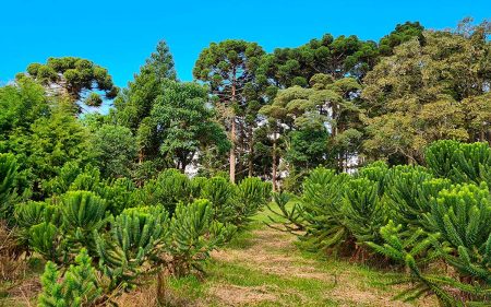 registro-nacional-de-cultivares-tem-normas-definidas-pelo-mapa