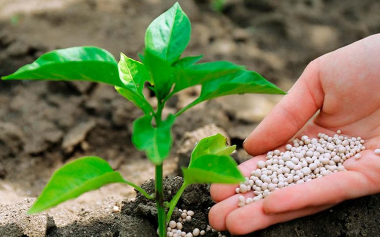 A importao de fertilizantes aumentou em 2022 a-importao-de-fertilizantes-aumentou-em-2022