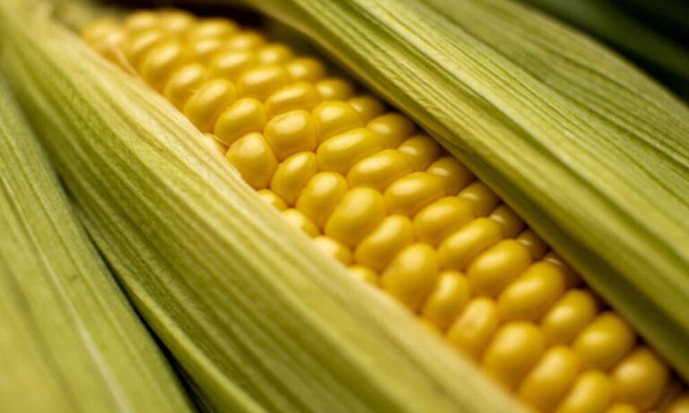 saboroso-e-cheio-de-utilidades,-o-milho-traz-benefcios-para-a-sade