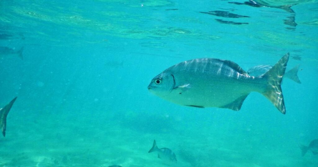 pargo-salema,-o-peixe-que-pode-faz-lo-ver-animais-assombrosos
