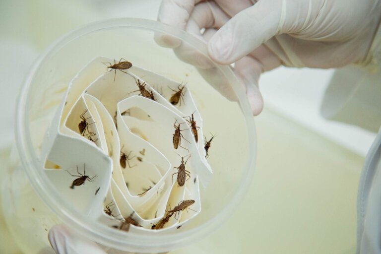 AM tem 8 casos confirmados de Doença de Chagas neste ano;  FVS faz alerta |  amazonas