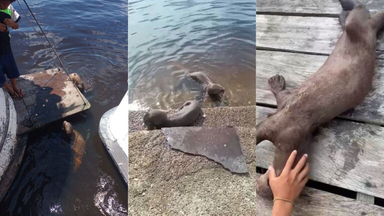 Após virar atração em cidade no AM, ariranha é encontrada morta