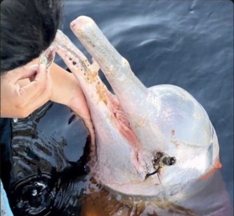 Boto é ferido com arpão no interior do Amazonas e ‘pede’ ajuda de moradores; VÍDEO