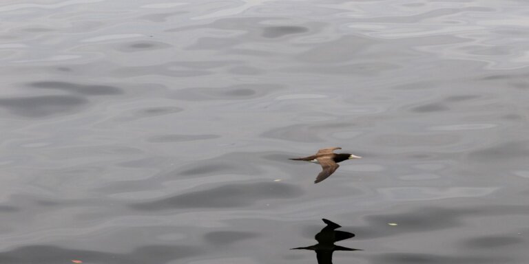 Gripe aviária: produtor deve reforçar a segurança, recomenda associação
