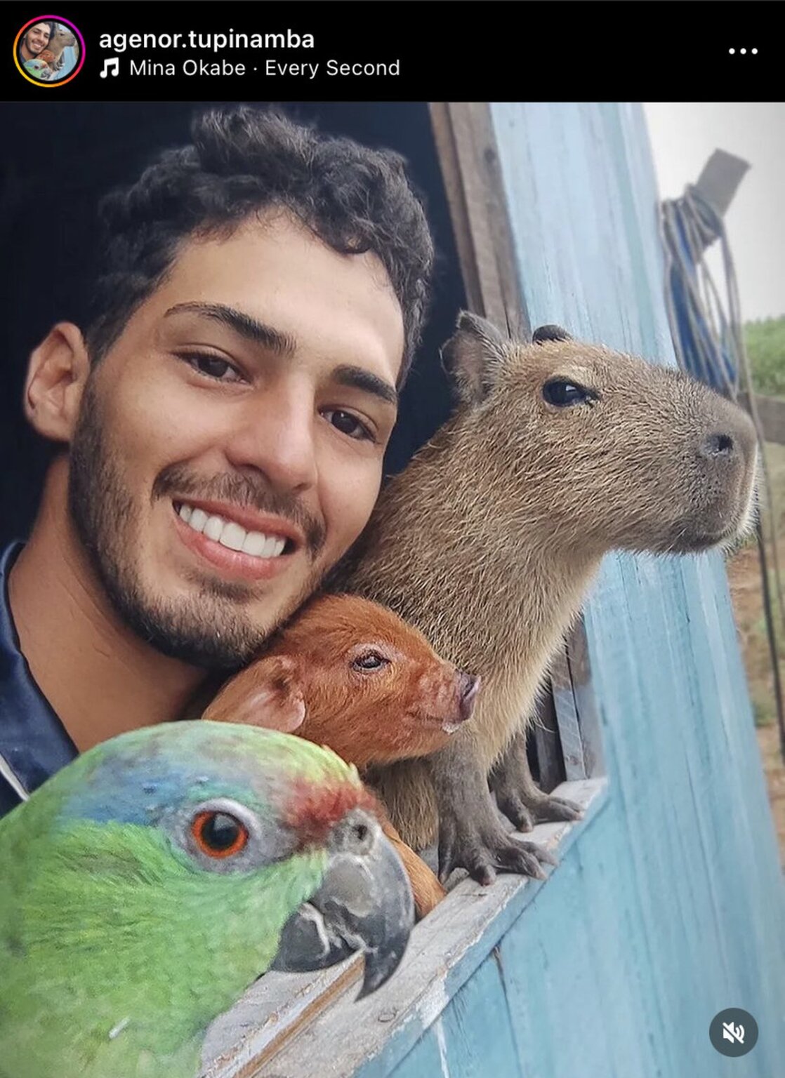 O que se sabe sobre o caso da capivara ‘Filó’, criada por influencer multado pelo Ibama no AM |  amazonas