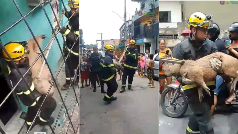 VÍDEO: capivara é resgatada na Zona Leste de Manaus após atropelamento |  amazonas