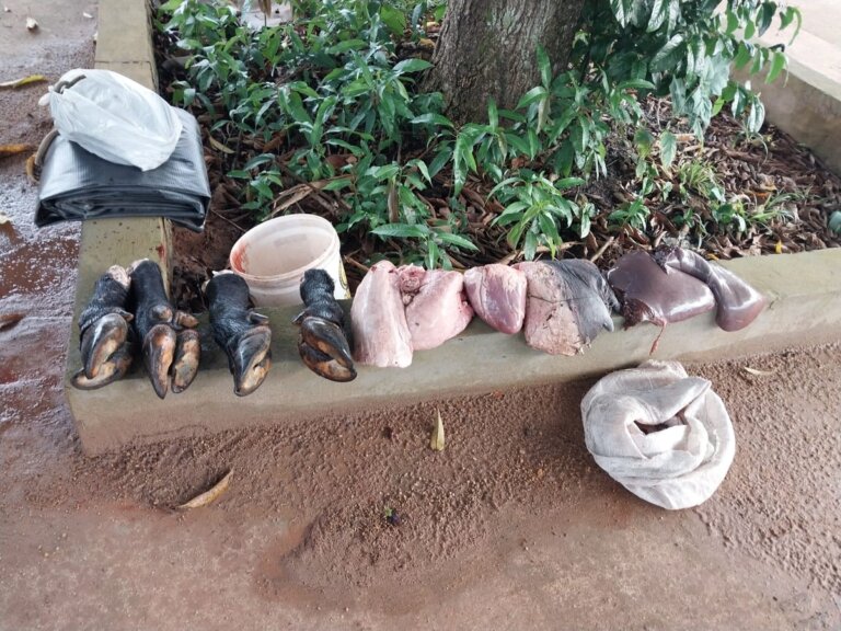 Homem é preso suspeito de furtar e abater búfalo clandestinamente no interior do AM |  Amazonas