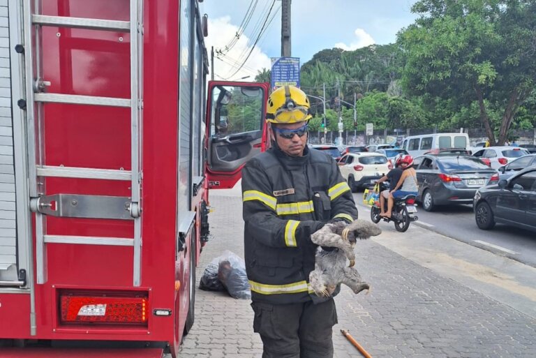 Preguiça é resgatada após se pendurar em fios de alta tensão em Manaus; VÍDEO