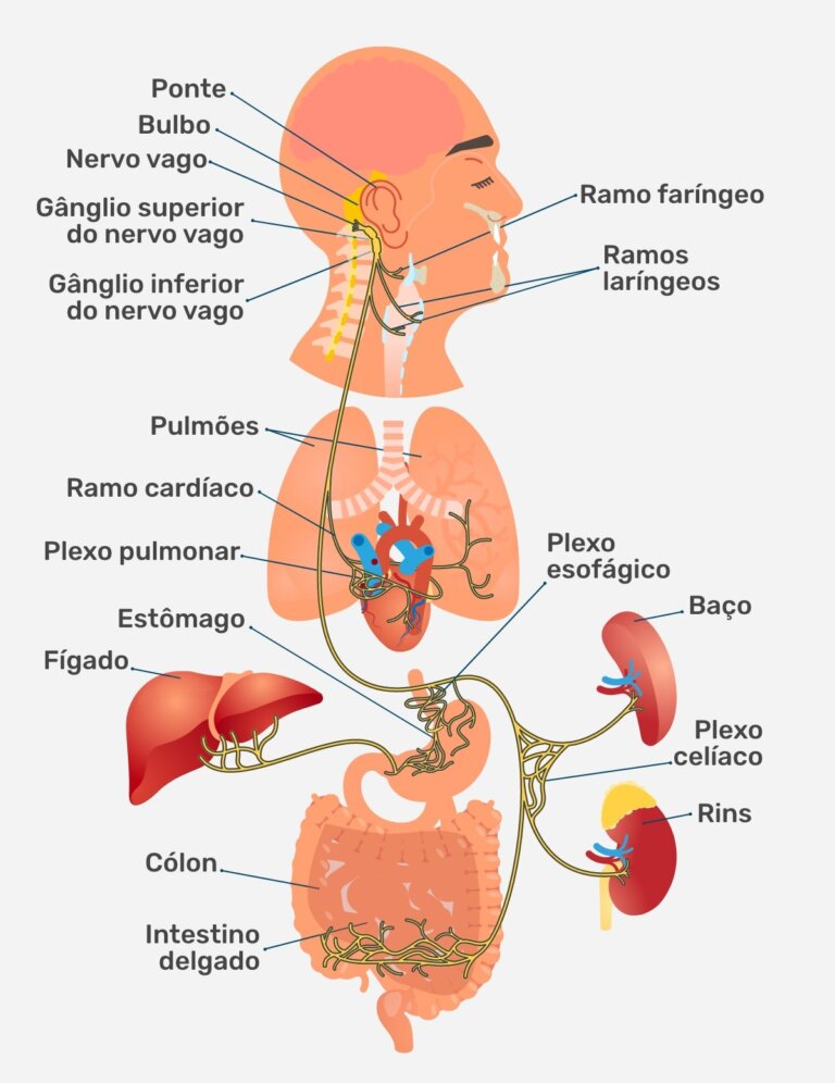 Anatomia do nervo vago