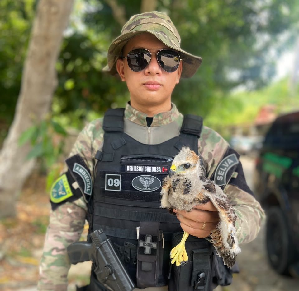 Guarda Municipal de Manaus resgata três animais silvestres nas zonas Norte e Oeste da capital