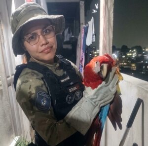 Patrulhamento Ambiental da Guarda Municipal de Manaus resgata jiboia e aves silvestres em diferentes zonas da capital